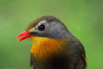 Splendid Avian Elegance: A Captivating Portrait of the Liothrix Bird