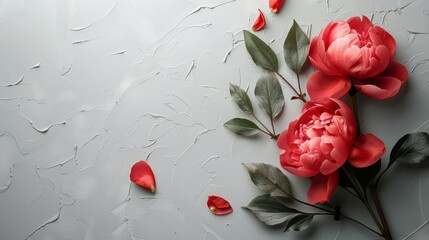 The background is decorated with gray. bright red peony light gray background