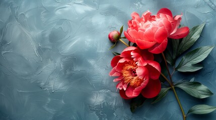 The background is decorated with gray. bright red peony light gray background
