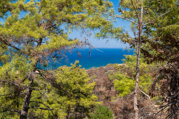 Blick auf die blaue, ruhige See des Mittelmeers durch bzw. über einen Pinienwald auf der griechischen Insel Rhodos