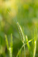 Obraz premium green ear of cereal grown in a garden in Madrid