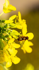 turnip flowers called Grelos de Santiago in Spain grown in a garden in Madrid