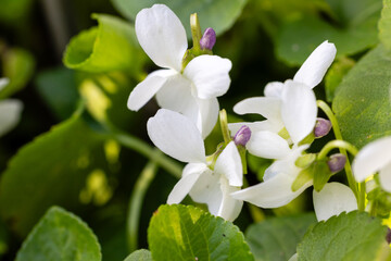 white violet flowers called the variety Viola Odorata