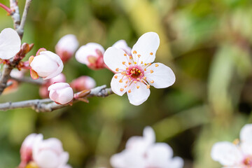 Fototapeta na wymiar Garden plum blossoms of the variety Prunus Cerasifera