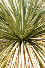 Yucca plant grown in a garden