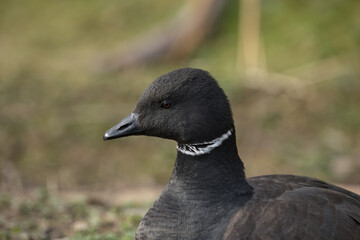 Black brant goose