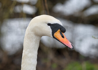 Obraz premium Mute swan, male