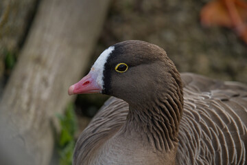 Lesser white-fronted goose