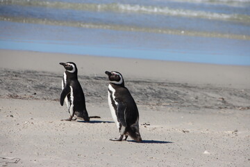 Fototapeta premium Magellanic Penguins (Spheniscus magellanicus) at the Neck on Saunders Island in the Falkland islands.