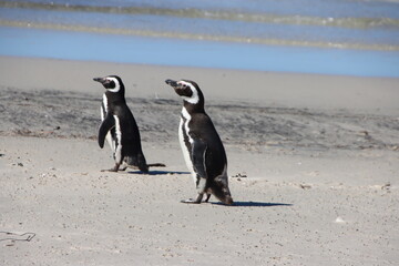 Magellanic Penguins (Spheniscus magellanicus) at the Neck on Saunders Island in the Falkland...