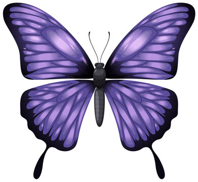 Vector graphic of a vibrant purple butterfly