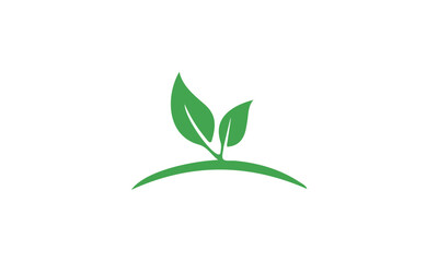 Obraz na płótnie Canvas green plant isolated on white