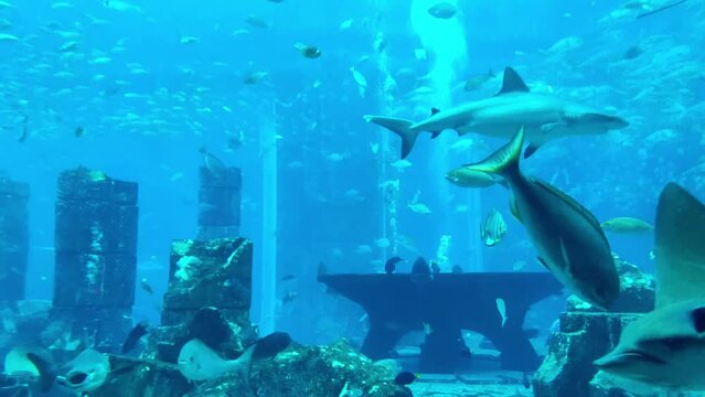 Various types of fish and sea animals swimming in a large underwater aquarium . Peaceful marine life