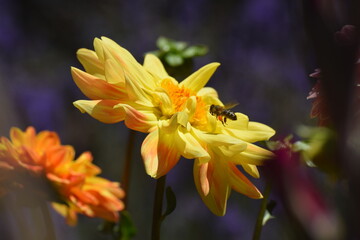 dahlia after the rain and bee 3