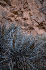 Desert Plants Outside La Verkin Cliffs