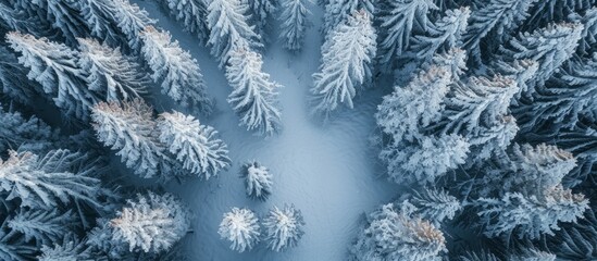 A winter scene of a coniferous forest with evergreen trees covered in snow, creating a beautiful pattern of electric blue twigs and snowflakes.