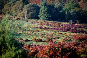 New Forest Horse in Field