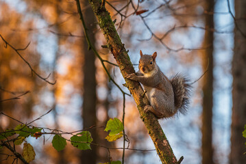 Squirrel in Autumn