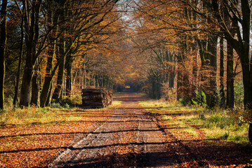 Grovely Wood Roman Road in Late Autumn