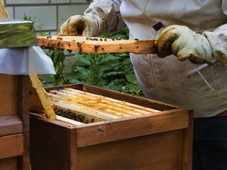 a beekeeper is working on the bees from an empty hive box