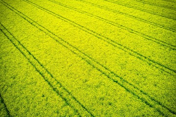 Aerial view of a bright yellow rapeseed field with parallel lines creating a striking pattern