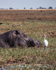 Hippopotamus resting in the swamp, with an egret perched nearby