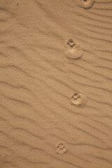 Fototapeta na wymiar cat footprints in the sand
