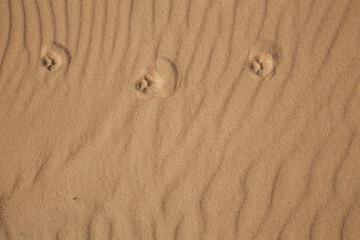 Fototapeta na wymiar animal footsteps in the sand