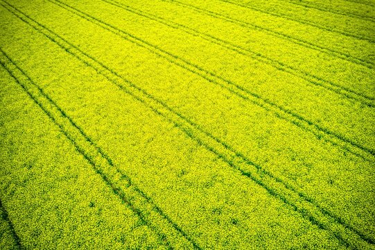 Aerial view of a bright yellow rapeseed field with parallel lines creating a striking pattern