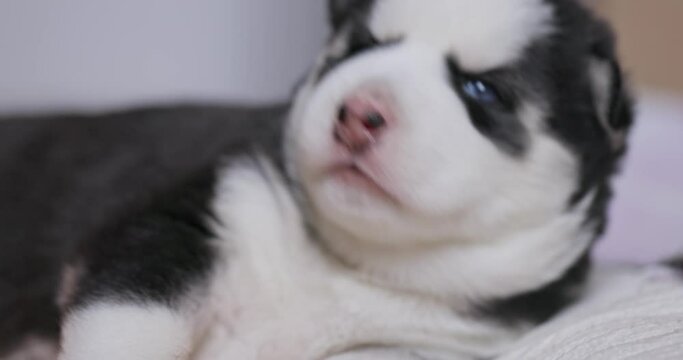 Close-Up of Sleepy Siberian Husky Puppy