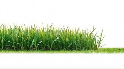 Green grass isolated on white background. 3d illustration. Copy space.