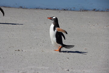 Gentoo Penguin (Pygoscelis papua) on the beach at the Neck on Saunders Island in the Falkland...