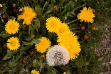 The beautiful and yellow flowers of the dandeliom, which after some time turn into these beautiful dandelions, which are divided into smaller pieces by a current of air, this is called metamorphosis