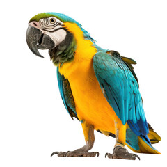 full body view of a Parrot on transparency background PNG