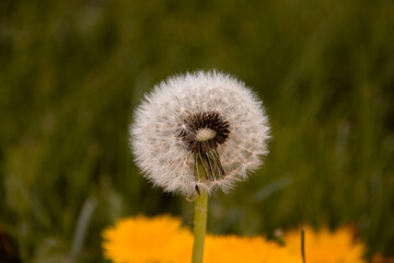 The beautiful and yellow flowers of the dandeliom, which after some time turn into these beautiful dandelions, which are divided into smaller pieces by a current of air, this is called metamorphosis