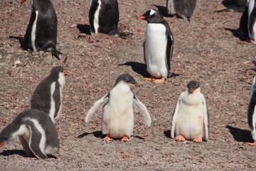 Obraz premium Gentoo Penguin (Pygoscelis papua) colony at the Neck on Saunders Island in the Falkland Islands.