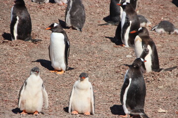 Gentoo Penguin (Pygoscelis papua) colony at the Neck on Saunders Island in the Falkland Islands.