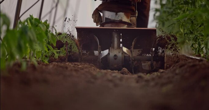 Farmer gardener with a machine cultivator digging the soil around young tomato seedling plants in the vegetable garden in greenhouse. Tractor machine digging the ground