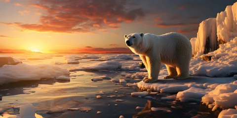 Fototapeten Polar Bear Relax on the Ice © Resdika