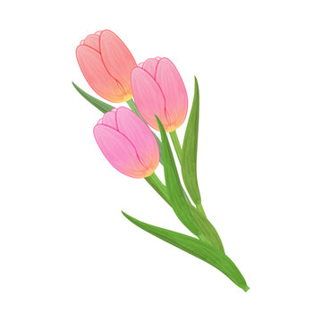Bouquet spring flowers. Pink tulips long stem with leaves isolated transparent and white background. Close-up element flower and greeting card shop design decoration. Vector illustration. Watercolor.