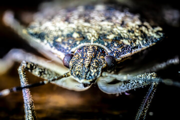beetle