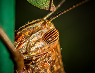 cicada