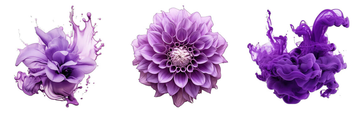 cineraria flower isolated on transparent background