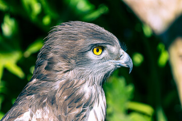 eagle