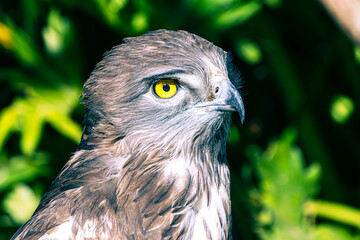eagle