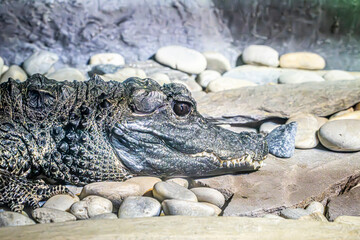 crocodile in the water