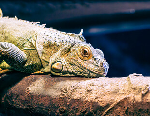 close up of a iguana