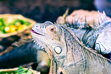 Fototapeta premium close up of a iguana