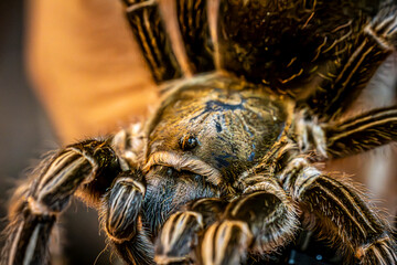 spider