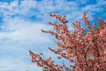 Closeup of cherry tree blossom